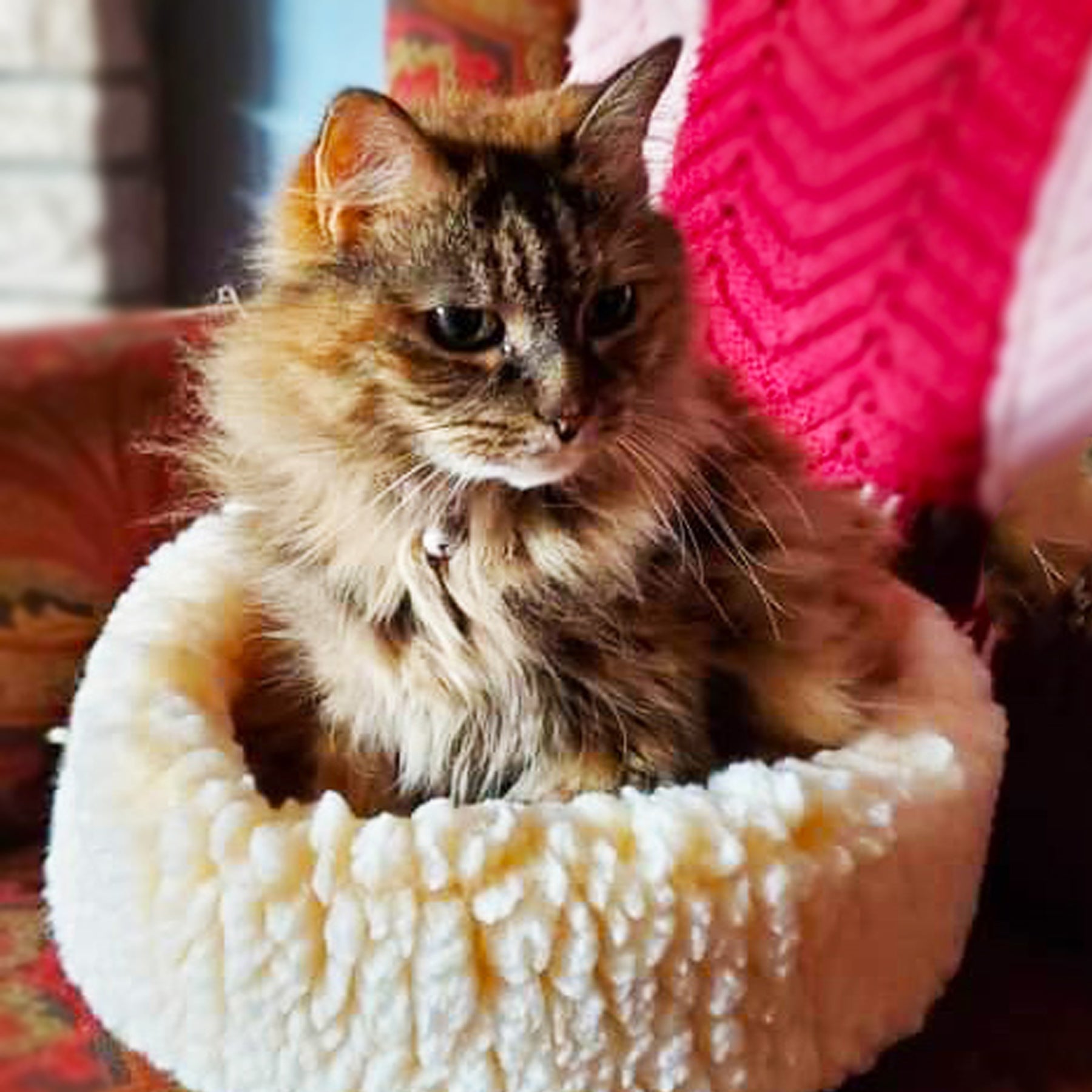 Cat resting on round cream plush pet bed with cushioned rim