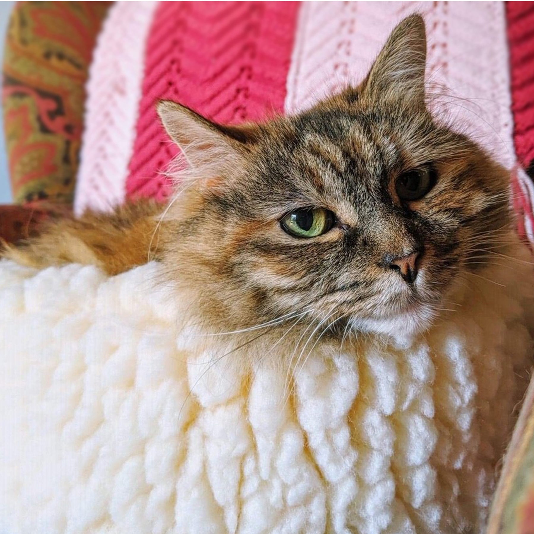 Cat nestled in round cream sherpa pet bed, plush rim framing face