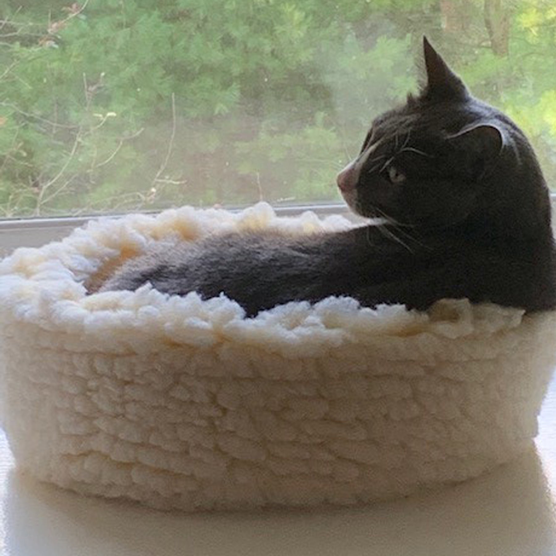 Black cat lying in round cream plush pet bed
