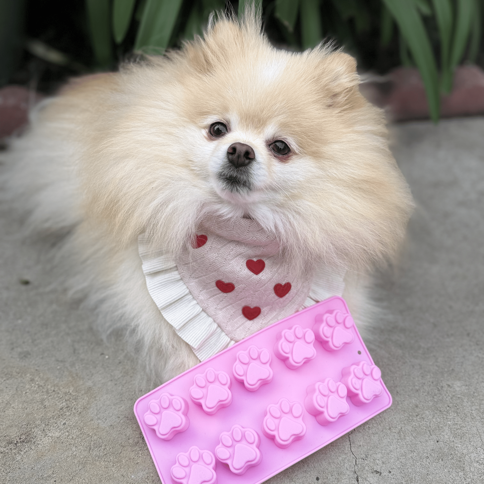 Silicone Pet Treat Molds