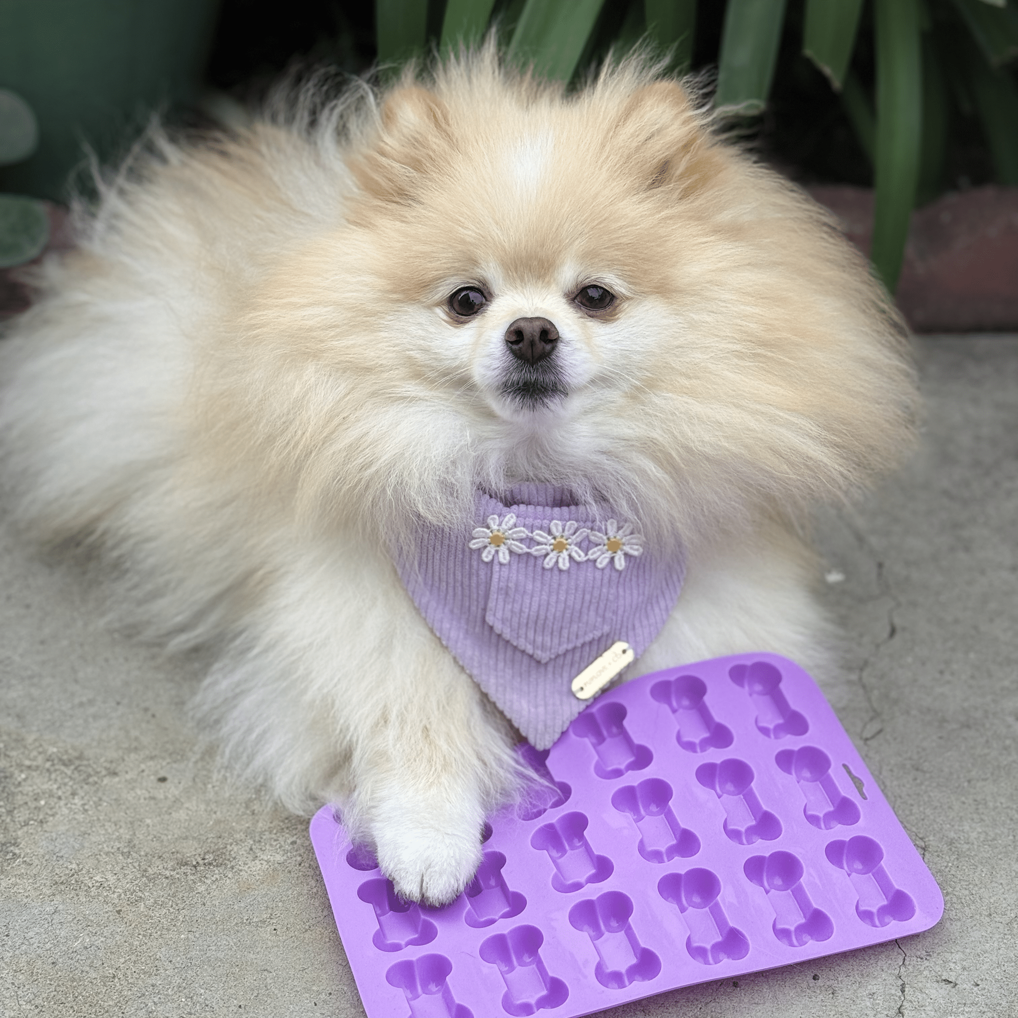 Silicone Pet Treat Molds