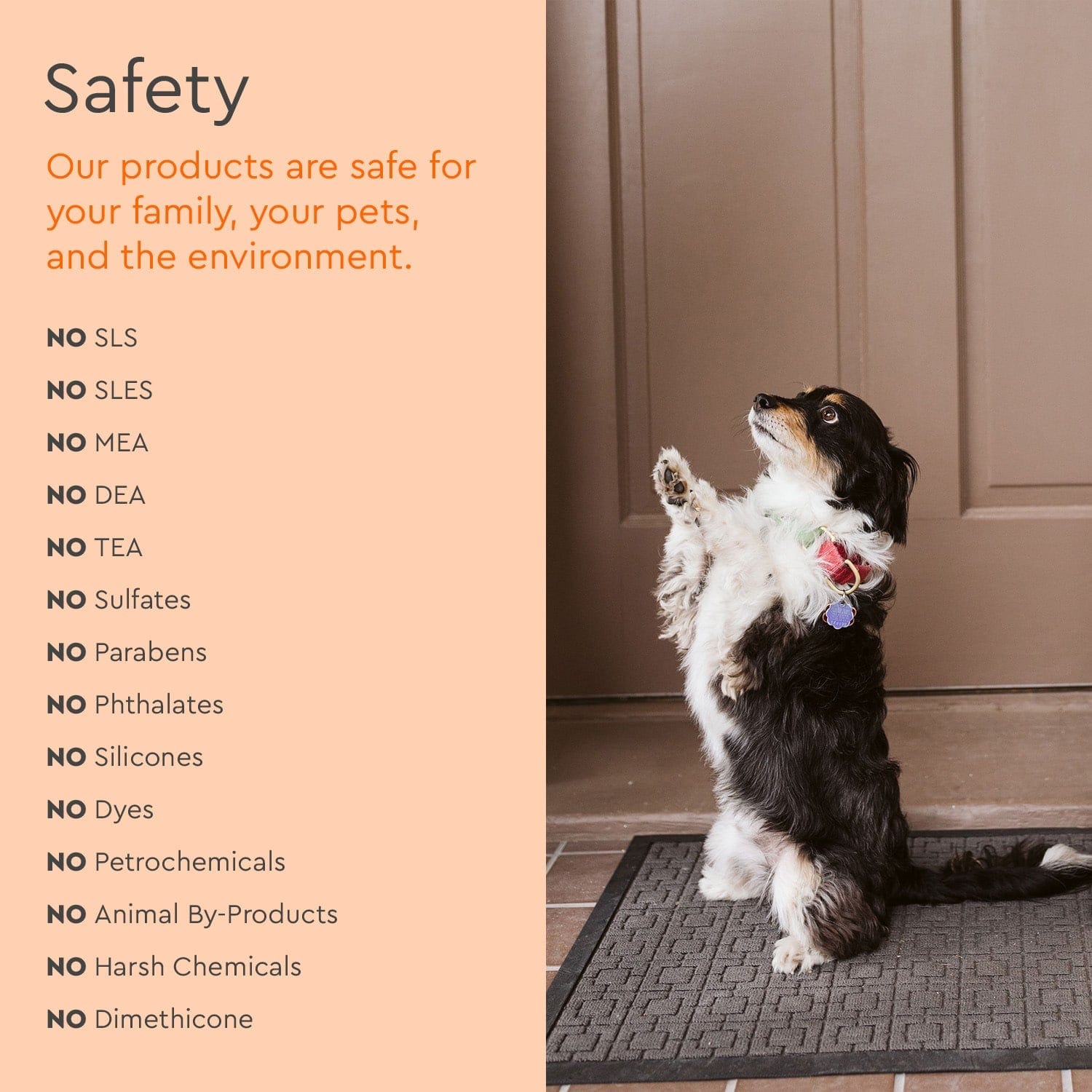 Dog standing on entryway mat beside safety checklist panel