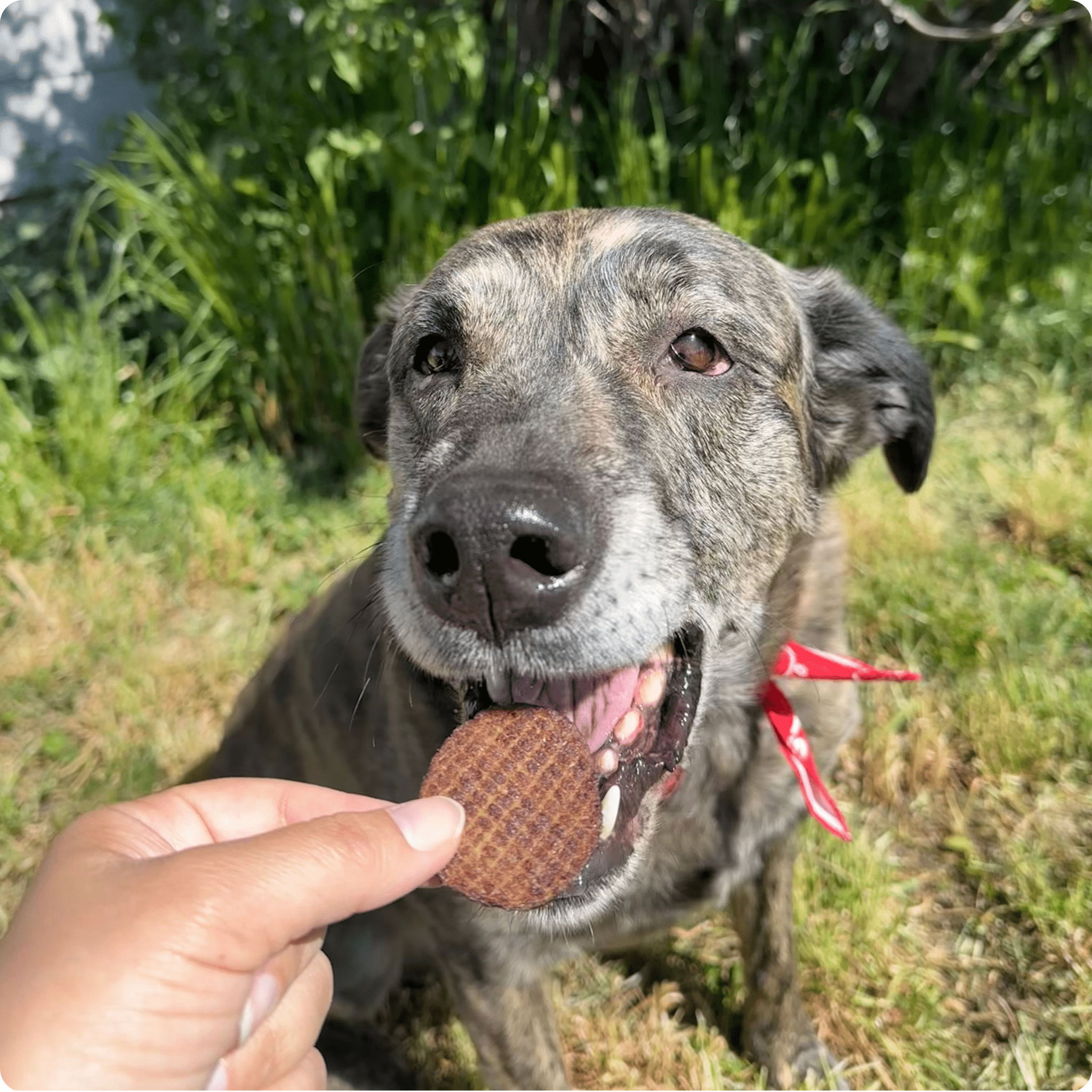 Beef Chips for Dogs