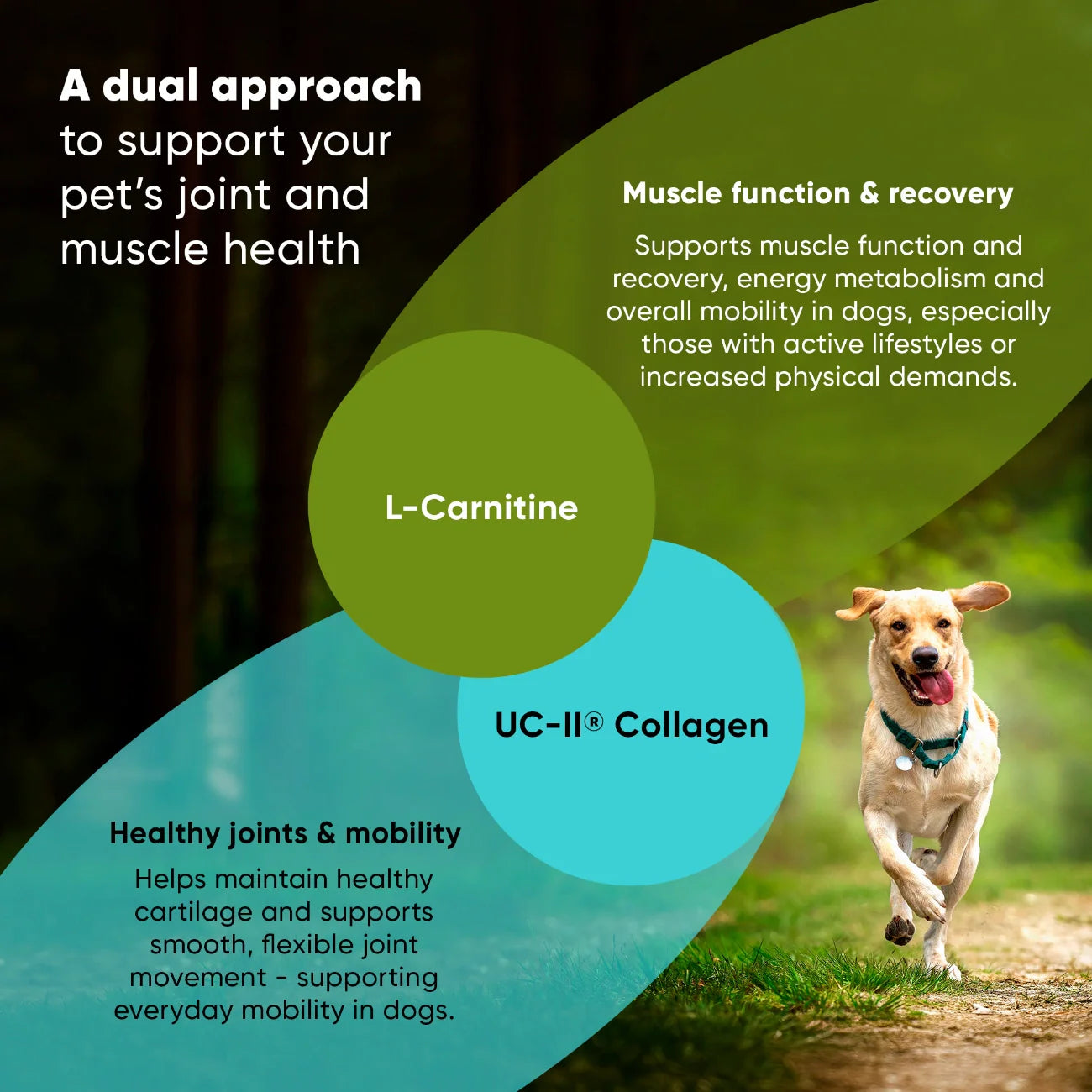 Pet supplement infographic with L-Carnitine and UC-II collagen circles