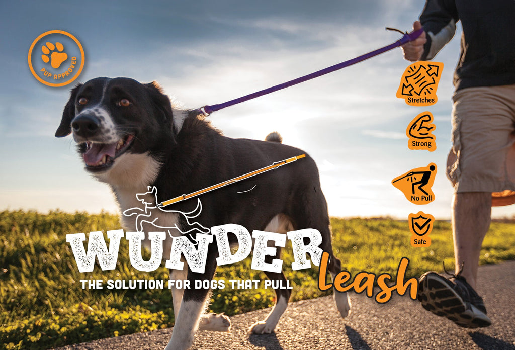 No-pull dog leash with purple strap and dual metal clips