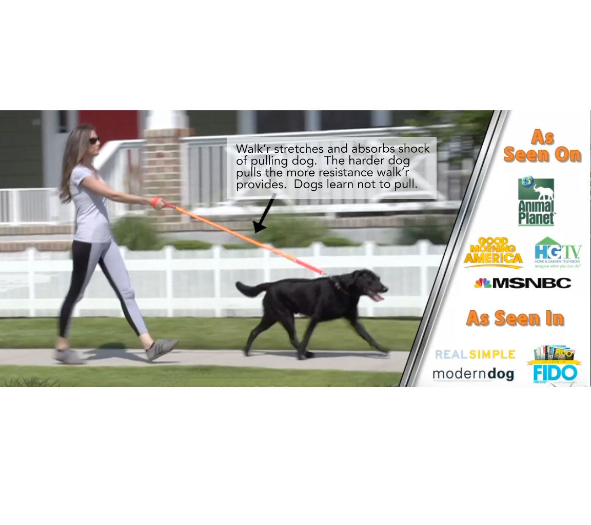 No-pull dog leash with orange bungee cord and metal clasp