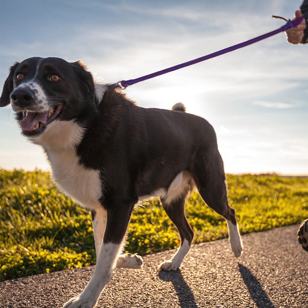 Purple no-pull dog leash in use, with padded strap and metal clip