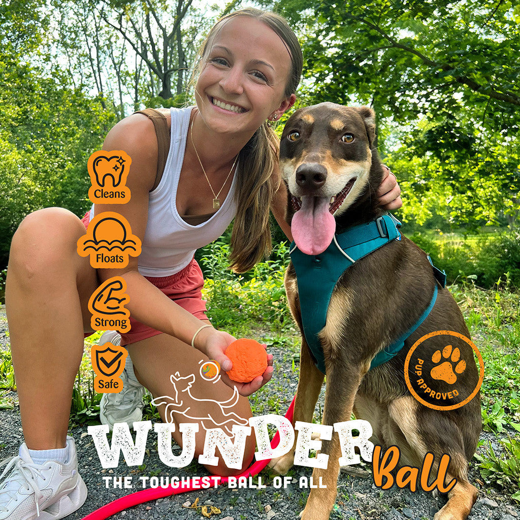 Shiba dog with orange WUNDERball fetch ball in its mouth outdoors