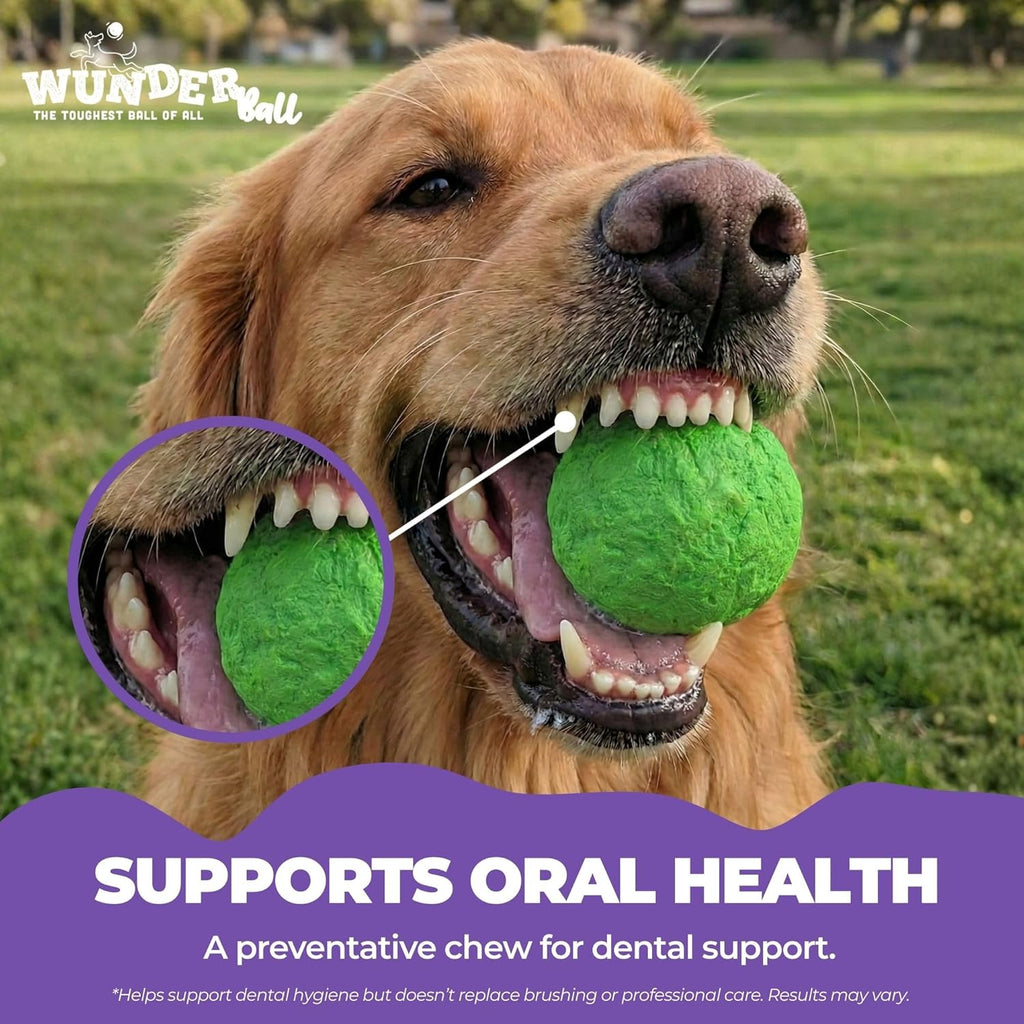 Golden retriever panting with green WUNDERball fetch ball in front teeth view