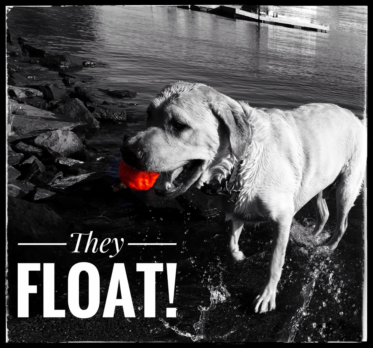 Black-and-white dog carrying a red WUNDERball fetch ball near rocks by water