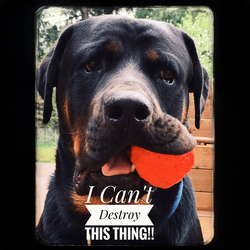 Black dog holding an orange textured fetch ball with teeth visible