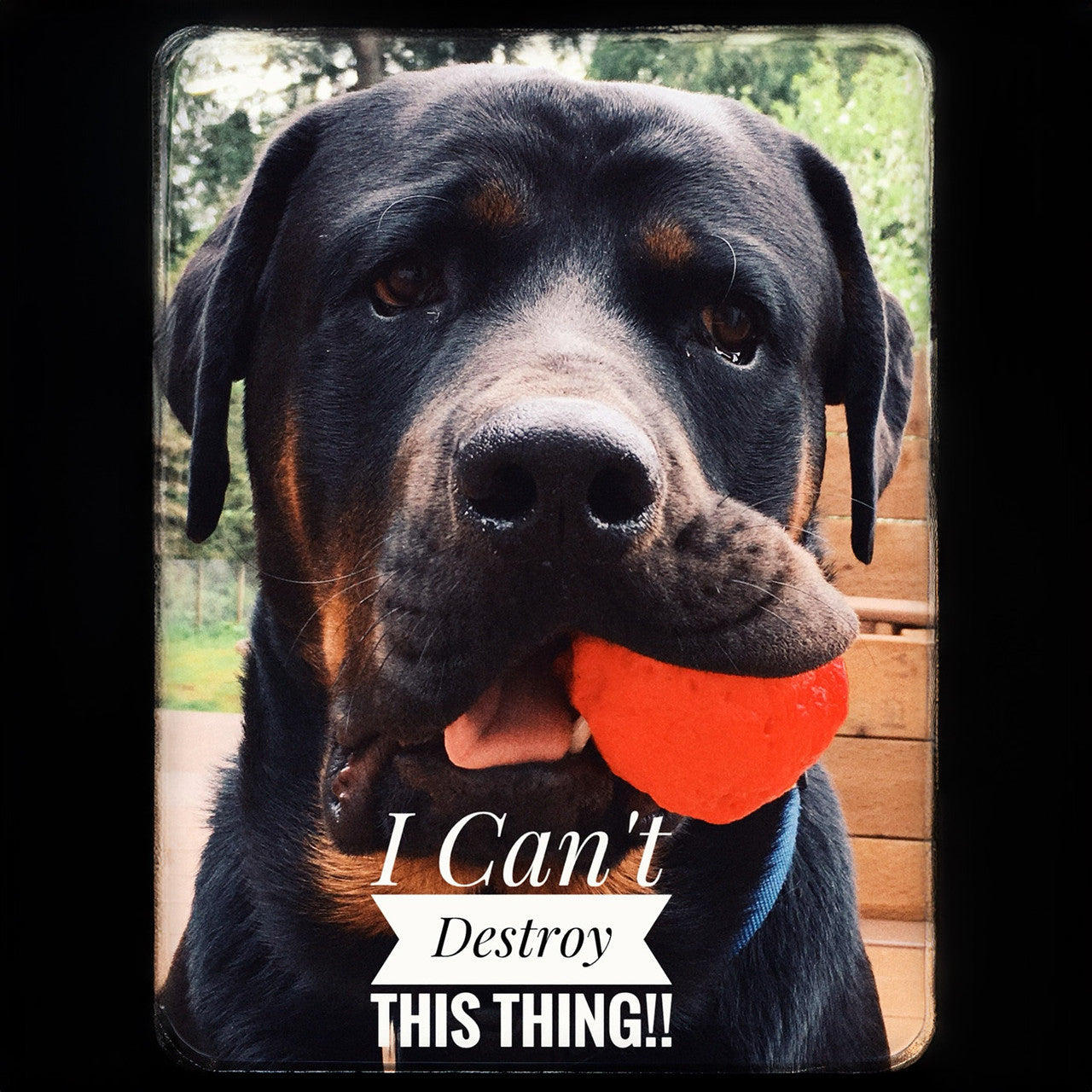 Black dog holding an orange textured fetch ball with teeth visible