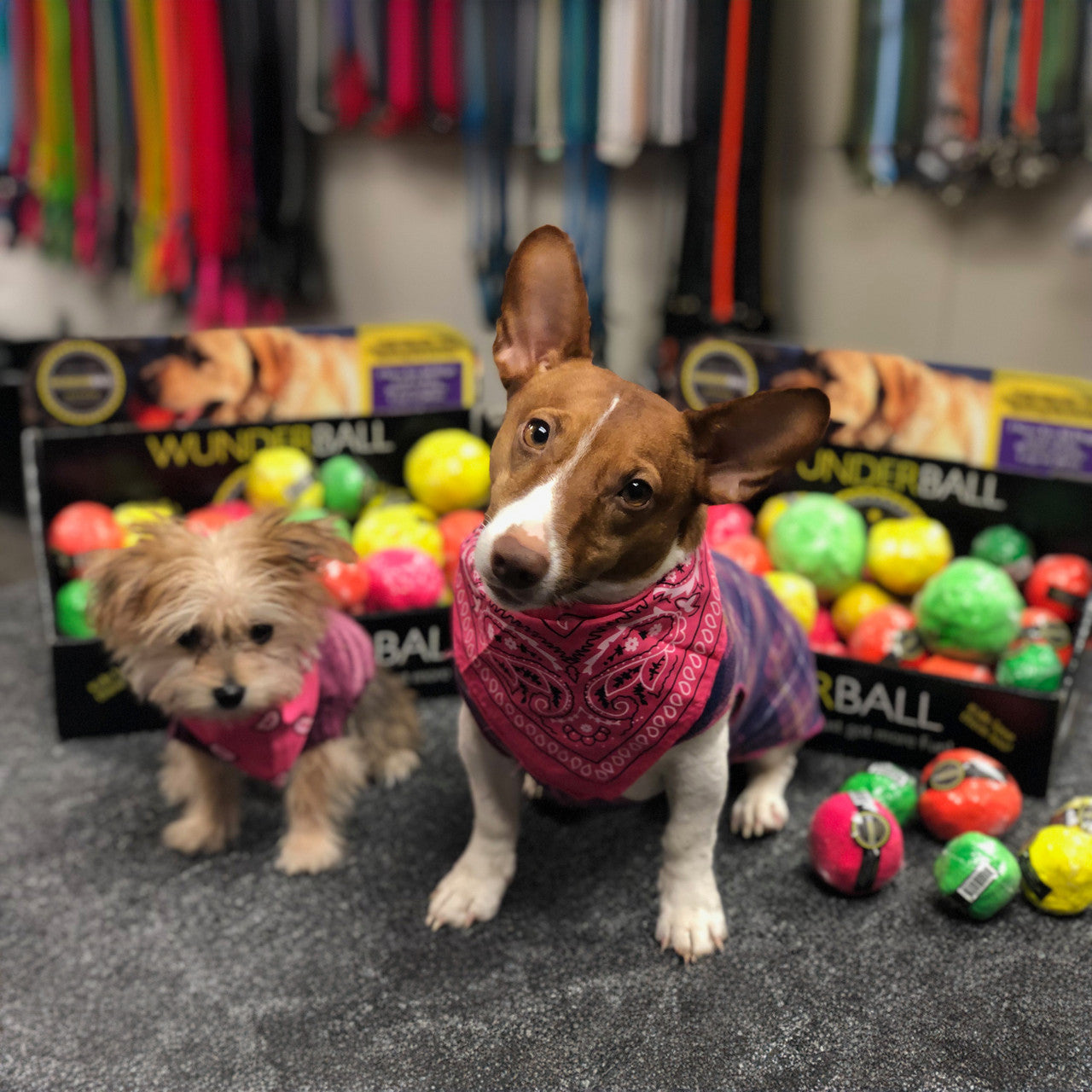 Small dogs sitting with several colorful WUNDERball fetch balls on the floor