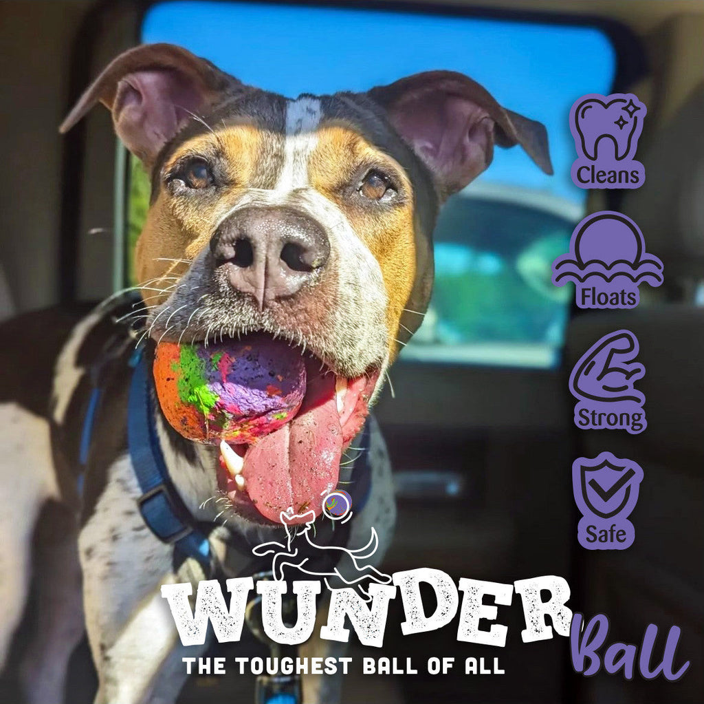 Dog wearing harness with textured multicolor fetch ball in mouth