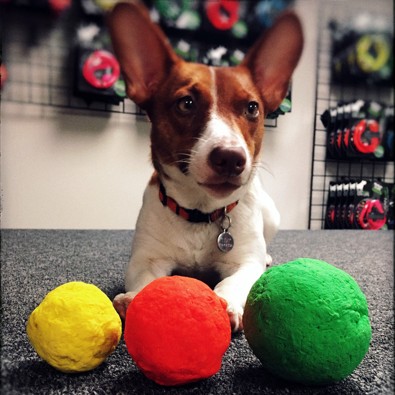 Brown dog with collar holding three textured fetch balls: yellow, orange-red, and green
